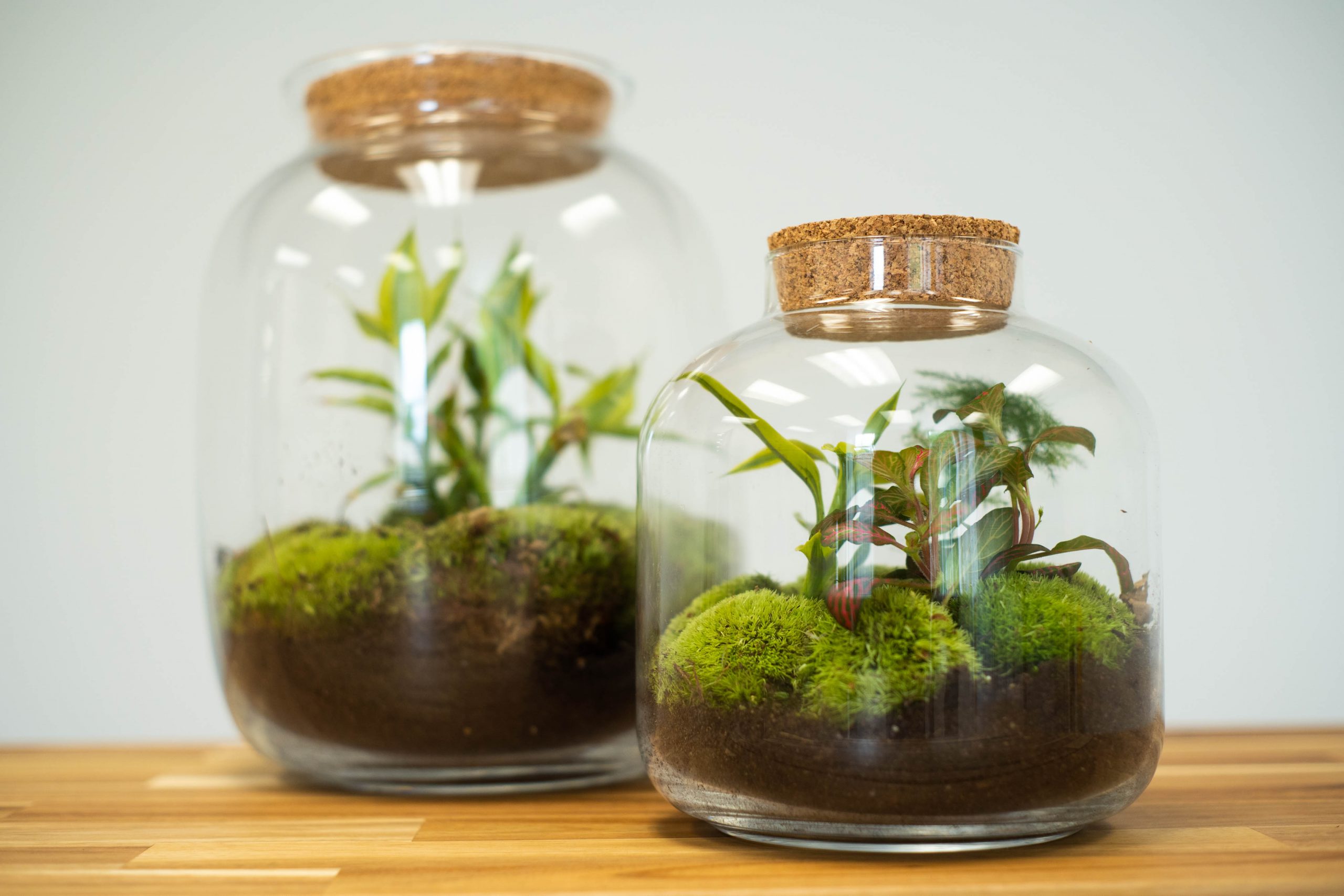 ecosystem in a jar fabulerie